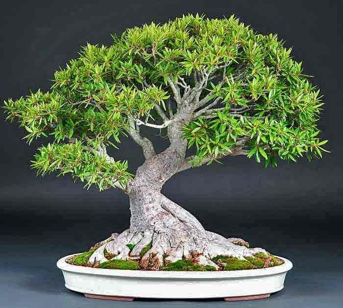 Ficus neriifolia